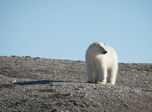 Featured Post: How to See Polar Bears in Svalbard