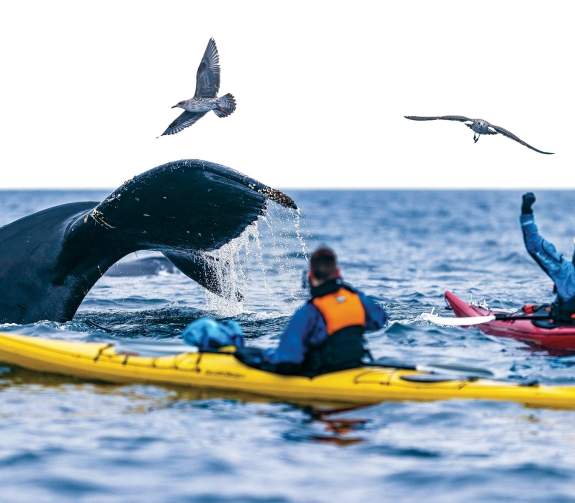 Whale fluke with kayakers